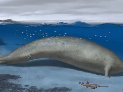 Phát hiện loài động vật nặng nhất từng sống trên Trái Đất