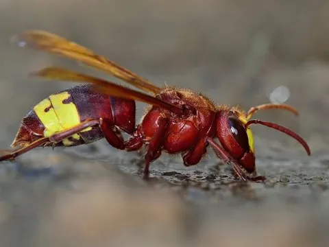 Phát hiện loài vật có 'tửu lượng' mạnh nhất thế giới