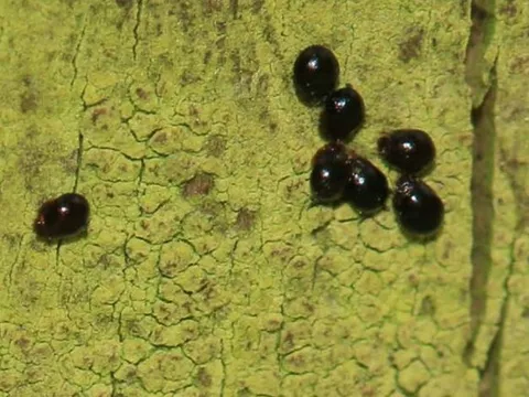 Động vật khỏe nhất thế giới có thể nâng bổng thứ nặng gấp 1.100 lần cơ thể 