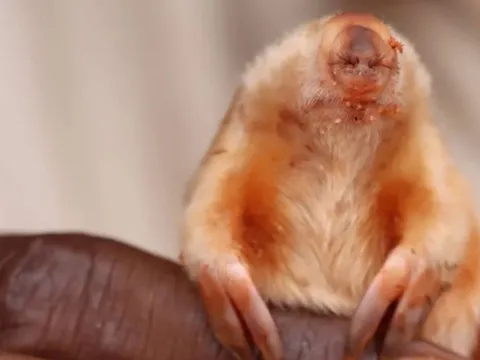 Hình ảnh về loài chuột chũi mù hiếm gặp ở Australia