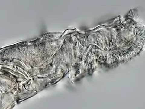 Hồi sinh loài vật bị đóng băng 24.000 năm ở Bắc Cực