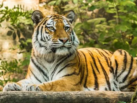 Cuối tháng 1, những sự kiện vui vẻ sẽ đến với 4 con giáp sau, tình duyên thắm nồng, sự nghiệp ‘lên hương’