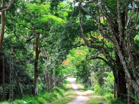 5 khu rừng nguyên sinh đẹp nhất Việt Nam: Có diện tích 720km2 và nằm trong diện bảo tồn thuộc 3 tỉnh