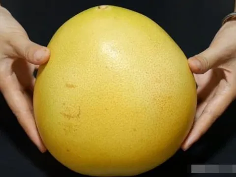 Mua bưởi nhọn hay bưởi tròn? Mẹo đơn giản để chọn ngay quả vỏ mỏng, mọng nước, ngọt lịm