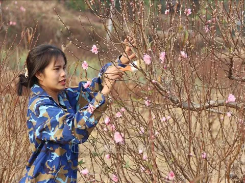 Hoa đào kép xứ Lạng giá tăng vẫn đắt hàng