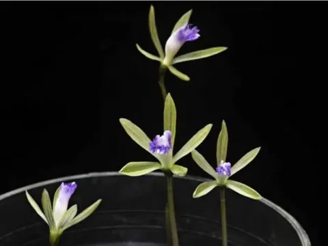 Loài cây cực hiếm ở Việt Nam chỉ có duy nhất một chiếc lá trong đời, được xem là hiếm có khó tìm trên thế giới