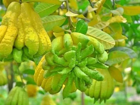 Bí quyết giúp bạn chọn Phật thủ đẹp, rước lộc may mắn cả năm