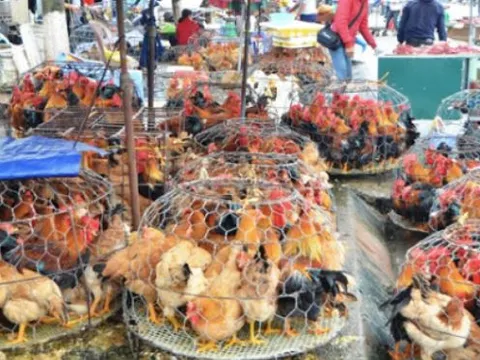 Nghề ‘hốt bạc’, kiếm bội tiền ngày 29 Tết, nghe xong ai cũng kêu ‘dễ ợt’