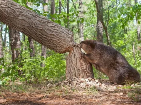 Các nhà khoa học nói về nguyên nhân loài vật ‘ngu ngốc’ nhất thế giới đang có nguy cơ bị tuyệt chủng