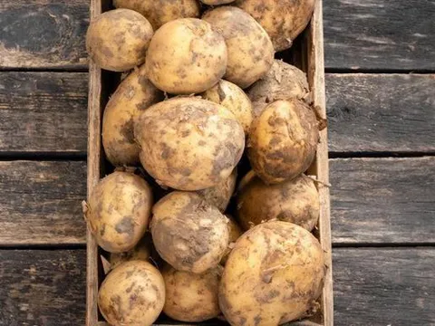 Hóa ra việc bảo quản khoai tây chỉ đơn giản rắc một nắm lên là chúng sẽ không nảy mầm hay chuyển sang màu xanh trong cả năm