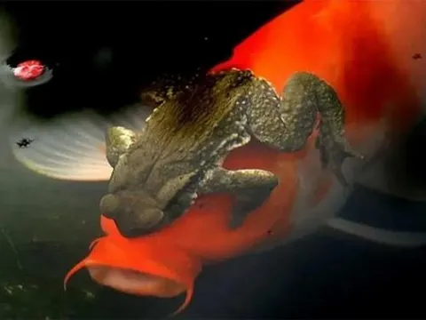 Giải nghĩa hiện tượng cóc vàng ôm cá chép! Tại sao cảnh tượng này lại xảy ra?