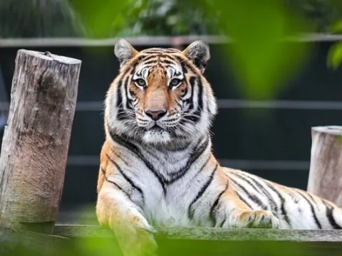 Tháng 2 dương lịch: Sự tỏa sáng của những con giáp khởi sắc tài lộc, danh vọng vẹn toàn