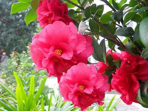 Quên hoa hồng đi! Khám phá loài hoa sang trọng, quý phái hơn với hình dáng độc đáo, hương thơm quyến rũ và cực kỳ dễ trồng