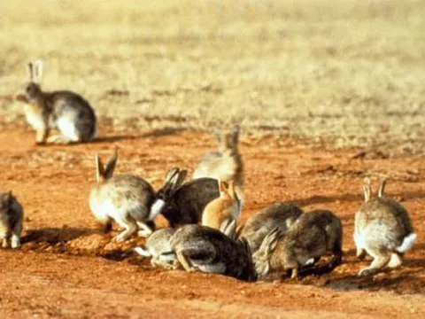 Thỏ đẻ nhiều, nuôi dễ, vậy vì sao thịt thỏ không trở thành nguồn thực phẩm chính?