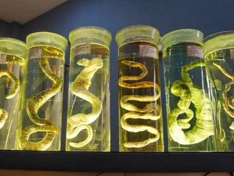 Bộ sưu tập các loài rắn biển quý hiếm của Việt Nam