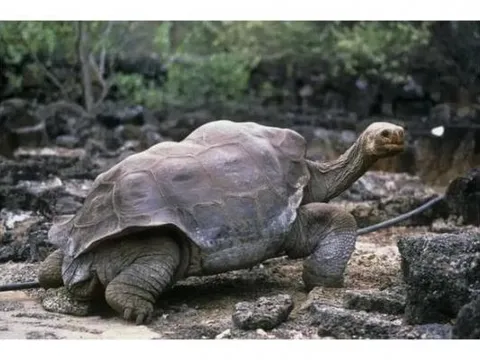 Các loài động vật sống thọ nhất thế giới, loài thứ ba trong danh sách có thể sống tới 500 năm