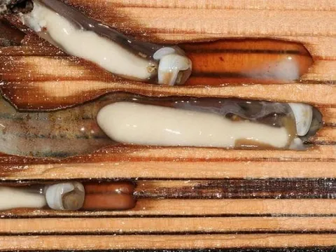 Loài động vật là đặc sản có giá gần 800 nghìn 1 kg nhưng khiến nhiều người ghê sợ