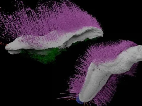 Hai sinh vật lạ “tái xuất” nguyên vẹn sau 430 triệu năm