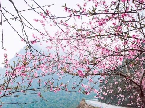 Đào Đá: Vẻ đẹp thuần khiết của núi rừng Tây Bắc