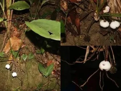 Loài cây siêu đẹp nhìn bề ngoài trông giống củ tỏi, là loài thực vật mới của thế giới được phát hiện tại Việt Nam
