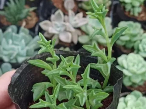 Với 6 cây cảnh 'thả đâu sống đó' này, bạn sẽ trở thành chuyên gia làm vườn mà chẳng cần nỗ lực nhiều!