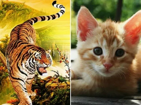 Tử vi ngày 3/2/2025 của 12 con giáp: Tuổi Mão đón tài lộc, Dần cần kiên trì vượt khó