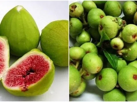 Bên trong quả sung thường có côn trùng, chúng chui vào đó bằng cách nào?