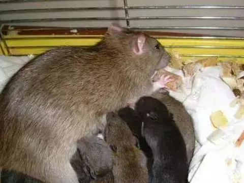 Đừng lo lắng nếu có chuột trong nhà, bạn có thể dễ dàng đuổi chúng bằng những thủ thuật sau