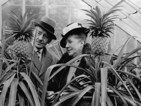 1 loại quả Việt Nam bán tràn lan khắp chợ nhưng lại từng là xa xỉ phẩm của giới quý tộc Anh