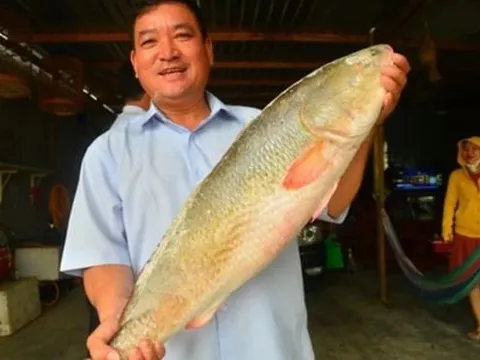Loài cá cực quý hiếm ở Việt Nam được thế giới săn lùng: Giá tiền tỷ mỗi cân, ai bắt được sẽ đổi đời