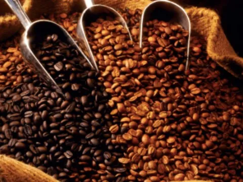 Giá cà phê hôm nay ngày 4/2: Giá cả tăng giảm ‘chóng mặt’, người dân buồn vui lẫn lộn