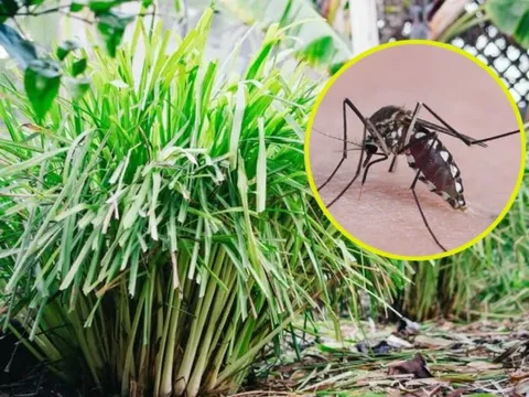Kẻ thù lớn nhất của muỗi không phải là nhang muỗi mà là 5 loại “cỏ đuổi muỗi” này, chúng sẽ bỏ chạy khi ngửi thấy mùi
