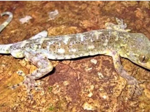 Loài động vật quý hiếm cả thế giới chỉ Việt Nam có, đứng trước nguy cơ tuyệt chủng, giới khoa học nỗ lực tìm cách bảo tồn