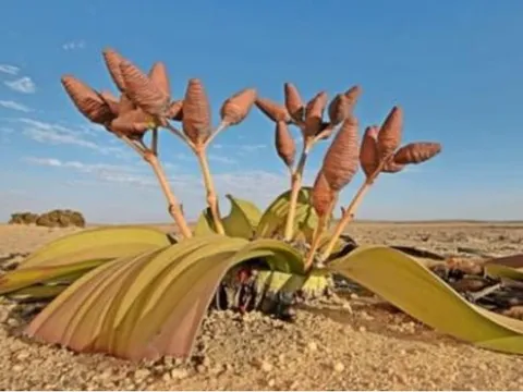 Loài cây duy nhất trên thế giới chỉ có 2 chiếc lá: Tuổi thọ nghìn năm, là cây 'hóa thạch sống' biểu tượng của Namibia