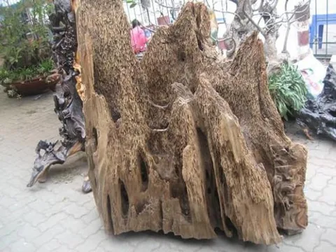 Đây là loại gỗ đắt nhất thế giới được mệnh danh là 'vàng xanh', Việt Nam sở hữu có chất lượng tốt nhất, giá lên tới 20 tỷ đồng/kg