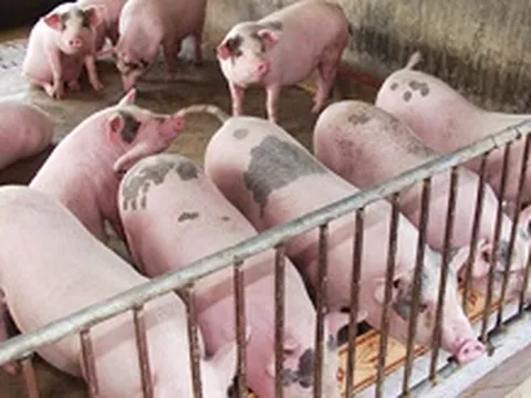 Giá heo hơi ngày 6/2/2025: Miền Nam chạm ngưỡng cao nhất 