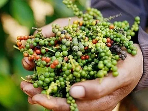 Giá nông sản ngày 6/2/2025: Cà phê và hồ tiêu cùng bật tăng mạnh  