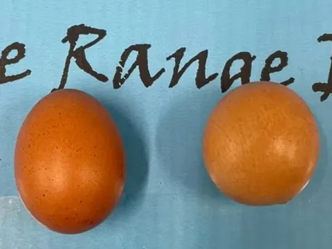 Phát hiện quả trứng nằm trong top ‘1 trong 1 tỷ’ quả trứng tròn hoàn hảo nhất, có giá trị ‘khủng’