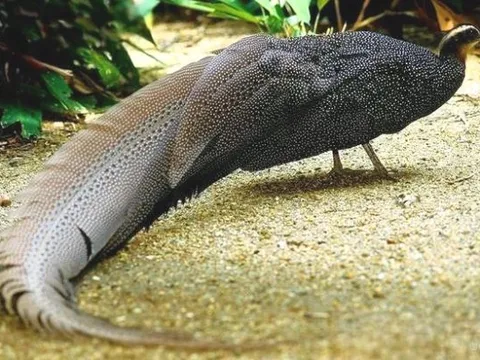 Báu vật của dãy Trường Sơn: Loài động vật cực kỳ quý hiếm cả thế giới chỉ 2 nước có, IUCN khẩn cấp bảo vệ