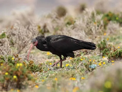 Báu vật của trời: Loài chim tuyệt chủng 300 năm trước bỗng 'tái xuất', cả thế giới chỉ còn hơn 500 con