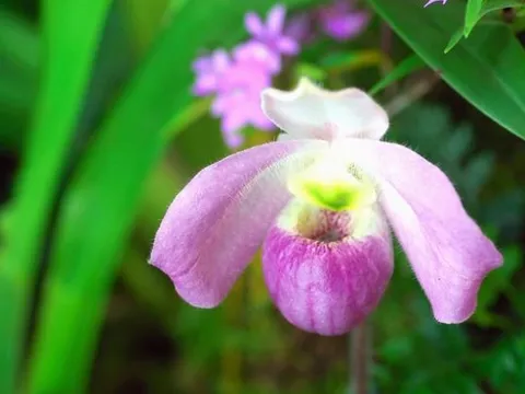 Báu vật của rừng: Loài hoa lan độc nhất vô nhị trên thế giới, chỉ Việt Nam có, 'núi tiền' không mua nổi!