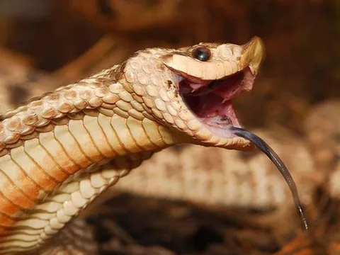 Tại sao rắn độc đến mấy cũng khó giết được lợn rừng?