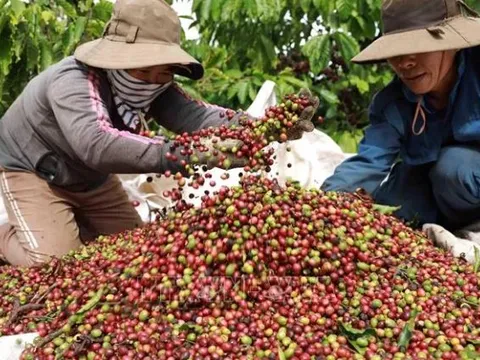 Cà phê mang về gần 800 triệu USD xuất khẩu trong tháng đầu năm