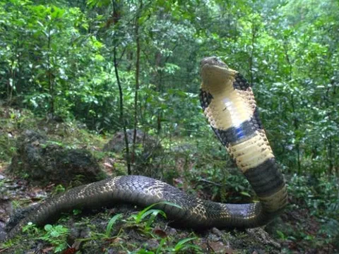 Loài rắn hổ mang chúa mới được tìm thấy ở Đông Nam Á đã vào ngay Sách Đỏ: Phá vỡ "định kiến" 200 năm