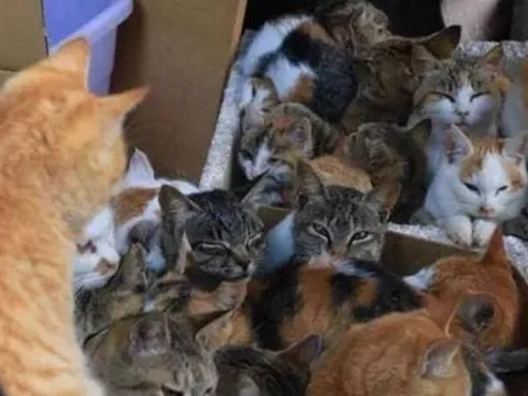 Có hơn 50.000 con mèo sống trên 'Đảo mèo', Nhật Bản, chúng đến từ đâu? Ngoài việc bắt chuột còn có thể bắt cá dưới biển