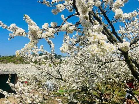 Mê mẩn trước vẻ đẹp của rừng hoa mận tại Mộc Châu