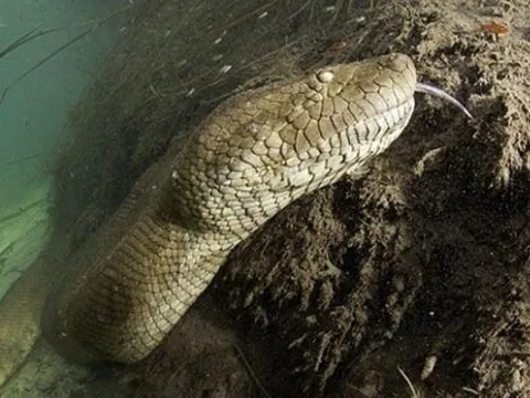 Những ‘quái vật’ gây chấn động vì xuất hiện ở Việt Nam: Số 1 gây ám ảnh, số 3 bí ẩn chưa có lời giải