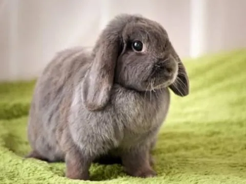 Trên mông thỏ cưng đột nhiên xuất hiện một đốm trắng, tưởng bị thương, nhưng đến gần lại không nhịn được cười