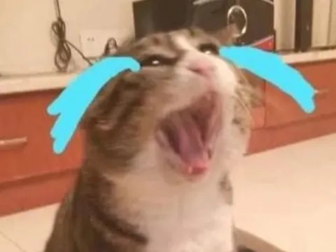 Những chú mèo 'đoản mệnh' có những đặc điểm này, mong thú cưng nhà bạn không mắc phải