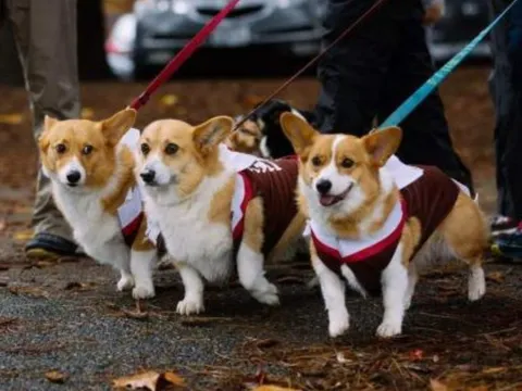 Chú chó đến bệnh viện gặp chủ lần cuối, khoảnh khắc nó ngửi thấy mùi giường bệnh khiến cảnh tượng 'mất kiểm soát' diễn ra ngay sau đó